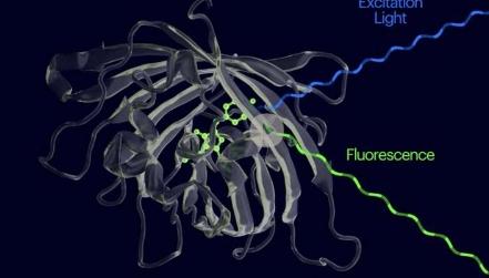 研究人员开发出一种分子生物传感器只有与目标结合时才会发光