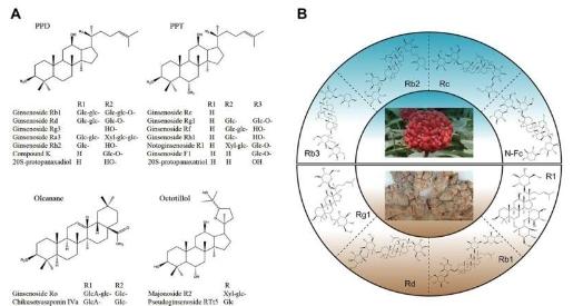 研究回顾了三七中人参皂苷的生物合成和调控