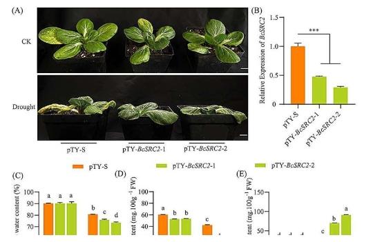 振兴小白菜揭示耐旱性的遗传机制