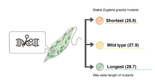 CRISPR/Cas9 修饰眼虫以创造潜在的生物燃料来源