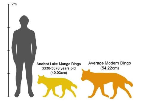 3D化石扫描研究发现早期澳洲野狗与新几内亚和东亚的狗有亲缘关系