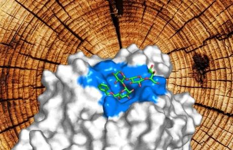 生物工程师创造新基质来研究木材分解酶