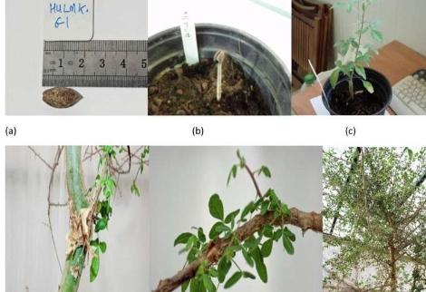 山洞中发现的千年种子成功培育出药用树