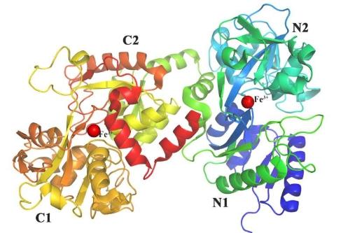 利用合成生物系统提高工业规模乳铁蛋白生产