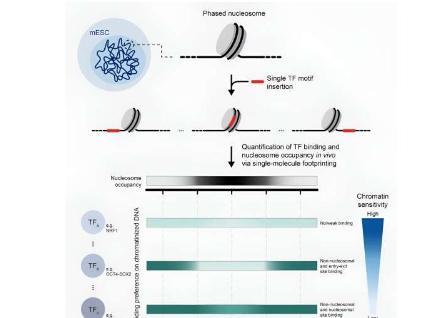 揭示转录因子在基因调控中的复杂作用