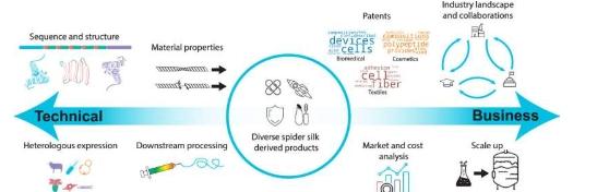 研究表明蜘蛛丝生物生产带来机遇和挑战