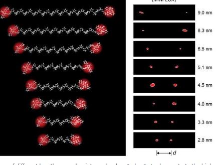 以埃级精度光学测量生物分子内的分子距离