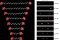 以埃级精度光学测量生物分子内的分子距离