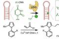 化学家开发用于不对称催化的手性DNA催化剂