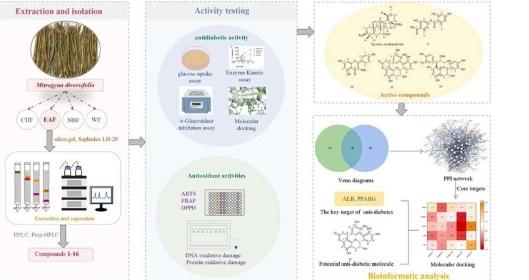 来自Mitragynadiversifolia的化合物具有抗糖尿病和抗氧化潜力