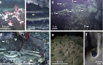 研究人员在深海热液喷口的海底地壳中发现动物生命