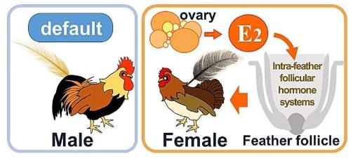 研究为鸡羽毛的性别二态性提供了分子见解