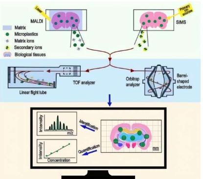 成像隐形物体先进技术瞄准生物体内的微塑料