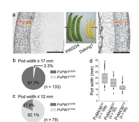 科学家鉴定出调控豆荚宽度的基因